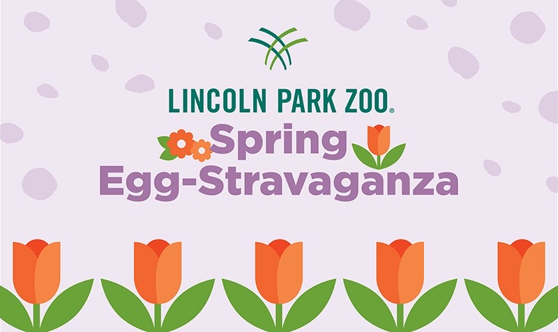 Spring Egg-Stravaganza