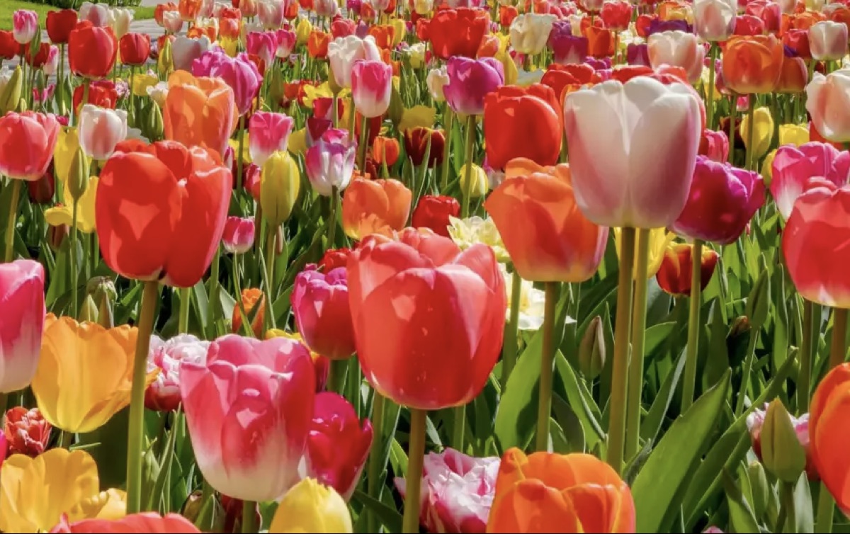 Kuipers Family Farm β Midwest Tulip Fest